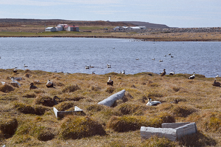 Iceland / (eider down)