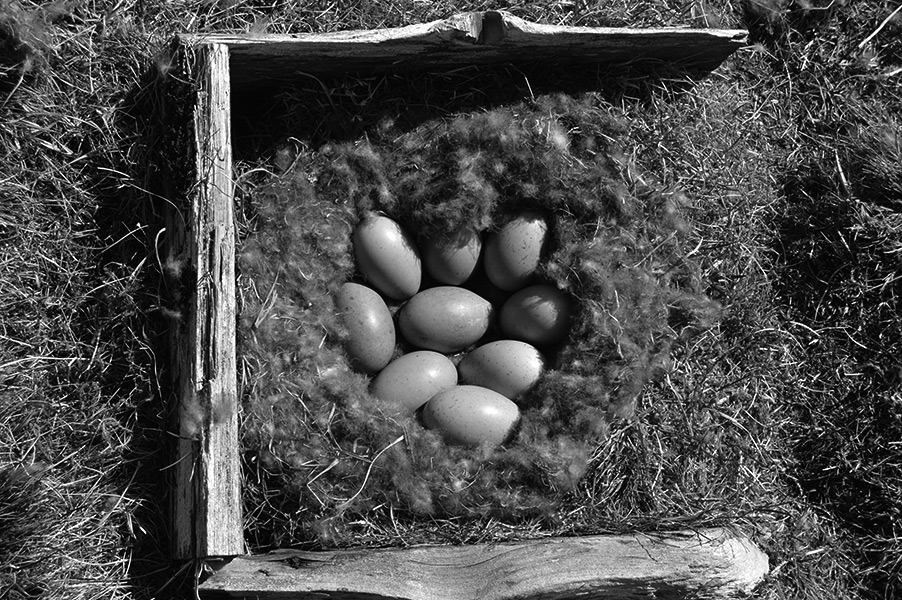 Iceland / (eider down)